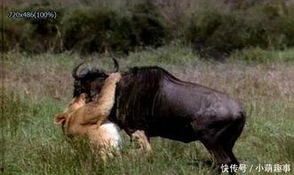 亚洲狮和孟加拉虎,探寻两种顶级掠食者的生态奥秘